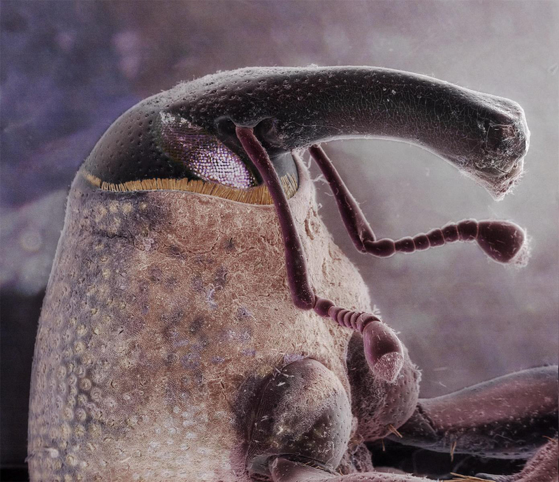Illustration for article titled Una lengua de gato al microscopio y otras increíbles fotos de ciencia